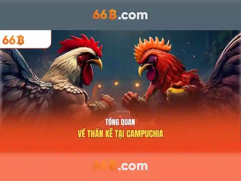 Giao diện ứng dụng 66B cho Android 2026